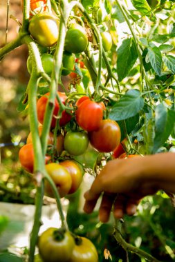 Akıllı tarım teknikleri hidroponik salata sebze iş teknolojisi Taze sürdürülebilir çiftçi el yapımı çiftçi el yapımı Gmo olmayan domates kırmızı yeşil tarım yaşam desteğini teşvik eder