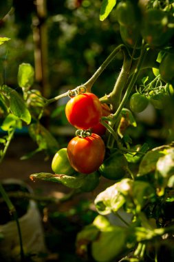 Akıllı tarım teknikleri hidroponik salata teknolojisi domates kırmızısı yeşil taze sürdürülebilir tarım sağlama sağlıklı beslenme desteği yerel çiftçiler gmo olmayan