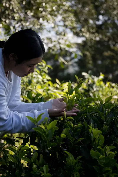 Taze yeşil çay hasadı üzerine kurulu iş konsepti organik çiftliği yeşil bahçeli sağlıklı bitki ağacı yapraklı eko bitkisel çiftçi yaprağı bulanık bitki örtüsü doğal bitkisel bitki örtüsü
