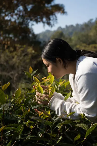 Taze yeşil çay hasadı üzerine kurulu iş konsepti organik çiftliği yeşil bahçeli sağlıklı bitki ağacı yapraklı eko bitkisel çiftçi yaprağı bulanık bitki örtüsü doğal bitkisel bitki örtüsü