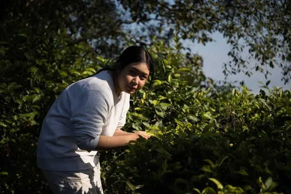 Taze yeşil çay hasadı üzerine kurulu iş konsepti organik çiftliği yeşil bahçeli sağlıklı bitki ağacı yapraklı eko bitkisel çiftçi yaprağı bulanık bitki örtüsü doğal bitkisel bitki örtüsü