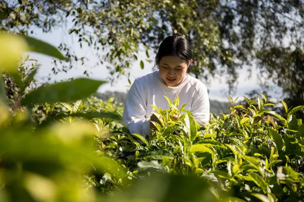 Taze yeşil çay hasadı üzerine kurulu iş konsepti organik çiftliği yeşil bahçeli sağlıklı bitki ağacı yapraklı eko bitkisel çiftçi yaprağı bulanık bitki örtüsü doğal bitkisel bitki örtüsü