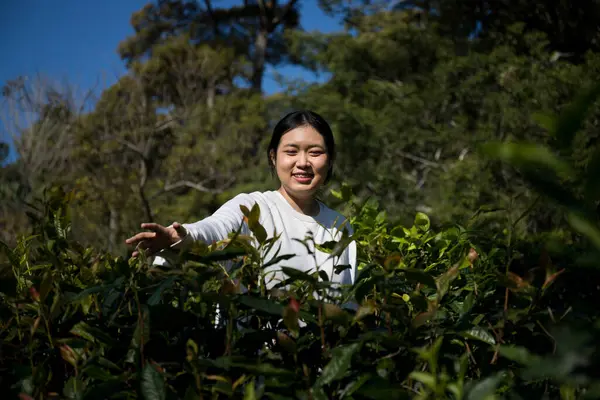 Taze yeşil çay hasadı üzerine kurulu iş konsepti organik çiftliği yeşil bahçeli sağlıklı bitki ağacı yapraklı eko bitkisel çiftçi yaprağı bulanık bitki örtüsü doğal bitkisel bitki örtüsü