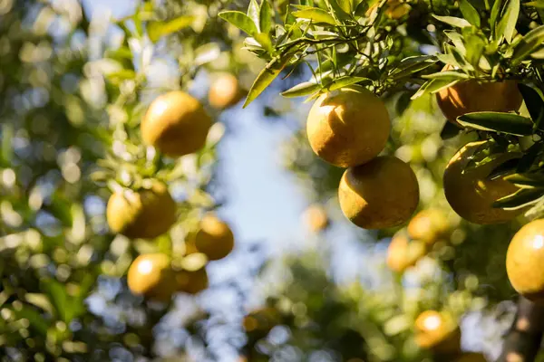 Olgun turuncu tarım kavramı çiftçi, meyve narenciyesi meyve bahçesi mandarin ağacı yetişen organik yapraklar, arka planda yeşil canlı bahçe yaprağı yaprakları, bitki örtüsü, yakın büyüme dalları.
