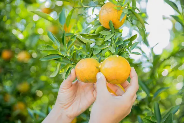 Olgun turuncu tarım kavramı çiftçi, meyve narenciyesi meyve bahçesi mandarin ağacı yetişen organik yapraklar, arka planda yeşil canlı bahçe yaprağı yaprakları, bitki örtüsü, yakın büyüme dalları.