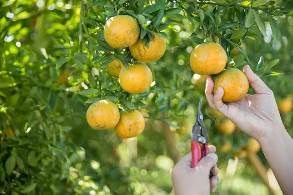 Olgun turuncu tarım kavramı çiftçi, meyve narenciyesi meyve bahçesi mandarin ağacı yetişen organik yapraklar, arka planda yeşil canlı bahçe yaprağı yaprakları, bitki örtüsü, yakın büyüme dalları.