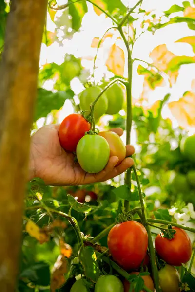 Akıllı tarım teknikleri hidroponik salata sebze iş teknolojisi Taze sürdürülebilir çiftçi el yapımı çiftçi el yapımı Gmo olmayan domates kırmızı yeşil tarım yaşam desteğini teşvik eder