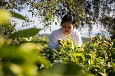 Taze yeşil çay hasadı üzerine kurulu iş konsepti organik çiftliği yeşil bahçeli sağlıklı bitki ağacı yapraklı eko bitkisel çiftçi yaprağı bulanık bitki örtüsü doğal bitkisel bitki örtüsü