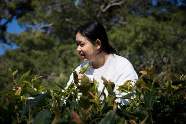 Taze yeşil çay hasadı üzerine kurulu iş konsepti organik çiftliği yeşil bahçeli sağlıklı bitki ağacı yapraklı eko bitkisel çiftçi yaprağı bulanık bitki örtüsü doğal bitkisel bitki örtüsü