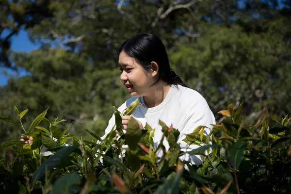 Taze yeşil çay hasadı üzerine kurulu iş konsepti organik çiftliği yeşil bahçeli sağlıklı bitki ağacı yapraklı eko bitkisel çiftçi yaprağı bulanık bitki örtüsü doğal bitkisel bitki örtüsü