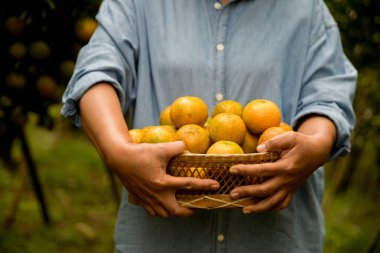 Olgun turuncu tarım kavramı çiftçi, meyve narenciyesi meyve bahçesi mandarin ağacı yetişen organik yapraklar, arka planda yeşil canlı bahçe yaprağı yaprakları, bitki örtüsü, yakın büyüme dalları.