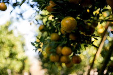 Ticari tarım portakal kavramı doğa meyve narenciye meyve bahçesi mandarin ağacı, canlı organik gür yapraklar arka planda çiftçi yeşil bahçe yaprağı olgun dallar bitki çiftçilik büyümesi yakın.