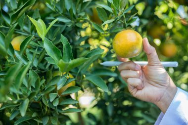 Olgun turuncu tarım kavramı çiftçi, meyve narenciyesi meyve bahçesi mandarin ağacı yetişen organik yapraklar, arka planda yeşil canlı bahçe yaprağı yaprakları, bitki örtüsü, yakın büyüme dalları.