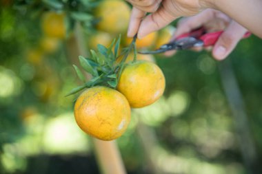 Olgun turuncu tarım kavramı çiftçi, meyve narenciyesi meyve bahçesi mandarin ağacı yetişen organik yapraklar, arka planda yeşil canlı bahçe yaprağı yaprakları, bitki örtüsü, yakın büyüme dalları.