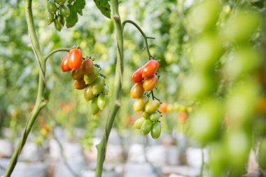 Akıllı tarım teknikleri hidroponik salata teknolojisi domates kırmızısı yeşil taze sürdürülebilir tarım sağlama sağlıklı beslenme desteği yerel çiftçiler gmo olmayan
