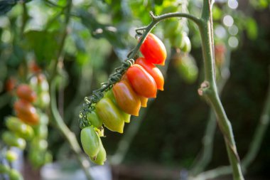 Akıllı tarım teknikleri hidroponik salata teknolojisi domates kırmızısı yeşil taze sürdürülebilir tarım sağlama sağlıklı beslenme desteği yerel çiftçiler gmo olmayan