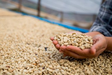Çiftçi konsepti. Olgun kahve tohumu. Robusta arabica üzümü. Taze yeşil yaprak çekirdeği.
