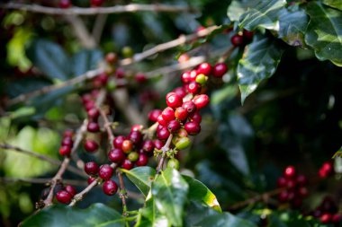 Çiftçi konsepti olgunlaşmış kahve tohumu robusta arabica üzümü. Taze yeşil yapraklı fasulye. Turuncu ekin sarı böğürtlen.
