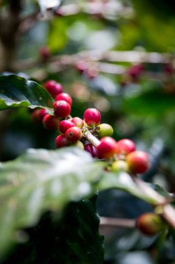 Çiftçi konsepti olgunlaşmış kahve tohumu robusta arabica üzümü. Taze yeşil yapraklı fasulye. Turuncu ekin sarı böğürtlen.