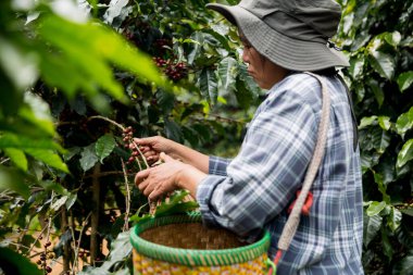 Çiftçi konsepti. Olgun kahve tohumu. Robusta arabica üzümü. Taze yeşil yaprak çekirdeği.