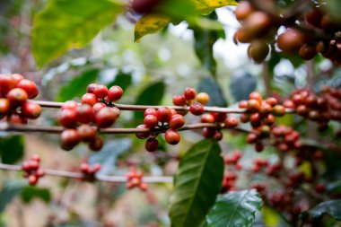 Çiftçi konsepti olgunlaşmış kahve tohumu robusta arabica üzümü. Taze yeşil yapraklı fasulye. Turuncu ekin sarı böğürtlen.