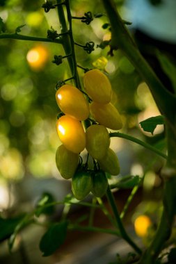 Akıllı tarım teknikleri hidroponik salata teknolojisi domates kırmızısı yeşil taze sürdürülebilir tarım sağlama sağlıklı beslenme desteği yerel çiftçiler gmo olmayan