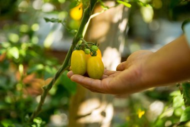 Akıllı tarım teknikleri hidroponik salata sebze iş teknolojisi Taze sürdürülebilir çiftçi el yapımı çiftçi el yapımı Gmo olmayan domates kırmızı yeşil tarım yaşam desteğini teşvik eder