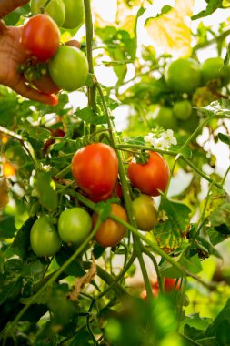 Akıllı tarım teknikleri hidroponik salata teknolojisi domates kırmızısı yeşil taze sürdürülebilir tarım sağlama sağlıklı beslenme desteği yerel çiftçiler gmo olmayan