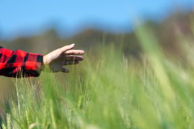 Buğday çiftçisi hasat iş konsepti tarım tarım tarımı veri arpasını analiz eden gıda tarlası tahıl tarımı akıllı çiftçi modern büyüme kontrolü organik yaz geçmişi bulanıklığı