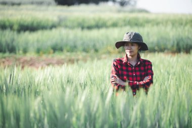 Buğday çiftçisi hasat iş konsepti tarım tarım tarımı veri arpasını analiz eden gıda tarlası tahıl tarımı akıllı çiftçi modern büyüme kontrolü organik yaz geçmişi bulanıklığı