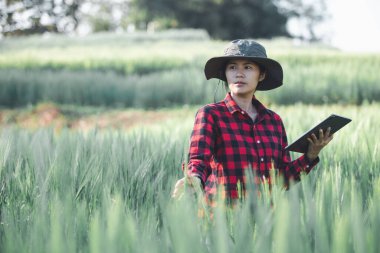 Buğday çiftçisi hasat iş konsepti tarım tarım tarımı veri arpasını analiz eden gıda tarlası tahıl tarımı akıllı çiftçi modern büyüme kontrolü organik yaz geçmişi bulanıklığı