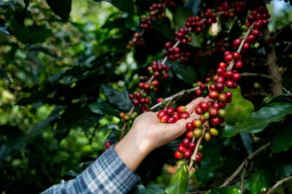 Çiftçi konsepti. Olgun kahve tohumu. Robusta arabica üzümü. Taze yeşil yaprak çekirdeği.
