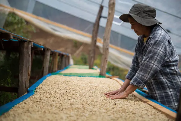Çiftçi konsepti. Olgun kahve tohumu. Robusta arabica üzümü. Taze yeşil yaprak çekirdeği.