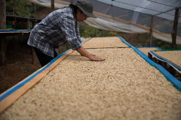 Çiftçi konsepti. Olgun kahve tohumu. Robusta arabica üzümü. Taze yeşil yaprak çekirdeği.