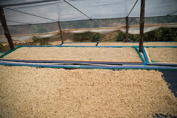 Çiftçi konsepti olgunlaşmış kahve tohumu robusta arabica üzümü. Taze yeşil yapraklı fasulye. Turuncu ekin sarı böğürtlen.