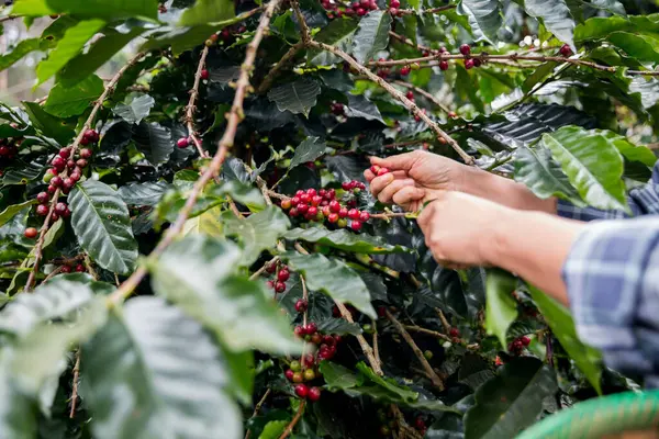 Çiftçi konsepti. Olgun kahve tohumu. Robusta arabica üzümü. Taze yeşil yaprak çekirdeği.