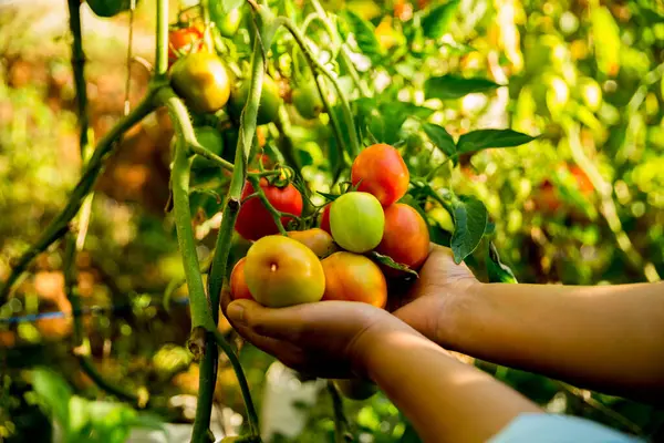 Akıllı tarım teknikleri hidroponik salata sebze iş teknolojisi Taze sürdürülebilir çiftçi el yapımı çiftçi el yapımı Gmo olmayan domates kırmızı yeşil tarım yaşam desteğini teşvik eder