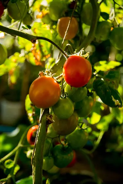 Akıllı tarım teknikleri hidroponik salata teknolojisi domates kırmızısı yeşil taze sürdürülebilir tarım sağlama sağlıklı beslenme desteği yerel çiftçiler gmo olmayan