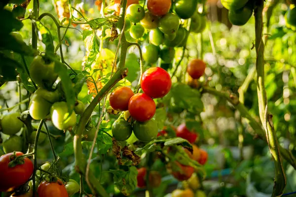 Akıllı tarım teknikleri hidroponik salata teknolojisi domates kırmızısı yeşil taze sürdürülebilir tarım sağlama sağlıklı beslenme desteği yerel çiftçiler gmo olmayan