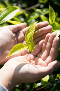 Taze yeşil çay hasadı üzerine kurulu iş konsepti organik çiftliği yeşil bahçeli sağlıklı bitki ağacı yapraklı eko bitkisel çiftçi yaprağı bulanık bitki örtüsü doğal bitkisel bitki örtüsü