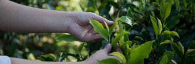 Taze yeşil çay hasadı üzerine kurulu iş konsepti organik çiftliği yeşil bahçeli sağlıklı bitki ağacı yapraklı eko bitkisel çiftçi yaprağı bulanık bitki örtüsü doğal bitkisel bitki örtüsü