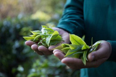 Taze yeşil çay hasadı üzerine kurulu iş konsepti organik çiftliği yeşil bahçeli sağlıklı bitki ağacı yapraklı eko bitkisel çiftçi yaprağı bulanık bitki örtüsü doğal bitkisel bitki örtüsü