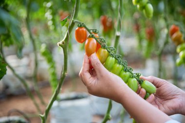 Akıllı tarım teknikleri hidroponik salata teknolojisi domates kırmızısı yeşil taze sürdürülebilir tarım sağlama sağlıklı beslenme desteği yerel çiftçiler gmo olmayan
