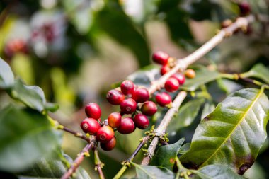 Çiftçi konsepti olgunlaşmış kahve tohumu robusta arabica üzümü. Taze yeşil yapraklı fasulye. Turuncu ekin sarı böğürtlen.