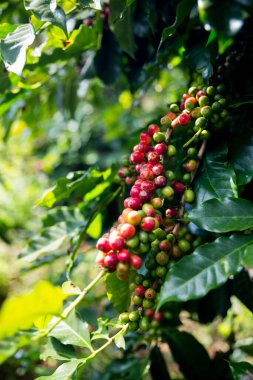 Çiftçi konsepti olgunlaşmış kahve tohumu robusta arabica üzümü. Taze yeşil yapraklı fasulye. Turuncu ekin sarı böğürtlen.