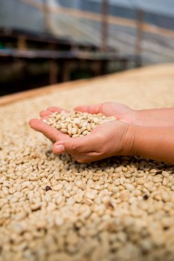 Çiftçi konsepti. Olgun kahve tohumu. Robusta arabica üzümü. Taze yeşil yaprak çekirdeği.