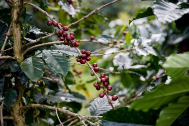 Çiftçi konsepti olgunlaşmış kahve tohumu robusta arabica üzümü. Taze yeşil yapraklı fasulye. Turuncu ekin sarı böğürtlen.