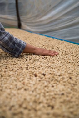 Çiftçi konsepti. Olgun kahve tohumu. Robusta arabica üzümü. Taze yeşil yaprak çekirdeği.