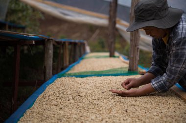 Çiftçi konsepti. Olgun kahve tohumu. Robusta arabica üzümü. Taze yeşil yaprak çekirdeği.