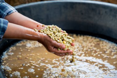 Çiftçi konsepti. Olgun kahve tohumu. Robusta arabica üzümü. Taze yeşil yaprak çekirdeği.